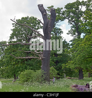 Junge Frau stand von Toten Eiche Baum Zeichnung Woodland Szenen im Frühjahr Stockfoto