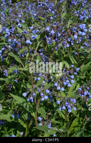 Blaue Lungenkraut - Pulmonaria Angustifolia Azurea Taken in Ness Gardens, Wirral, UK Stockfoto