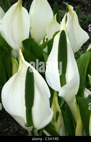 White Skunk Cabbage Lysichiton camtschatcensis Stockfoto