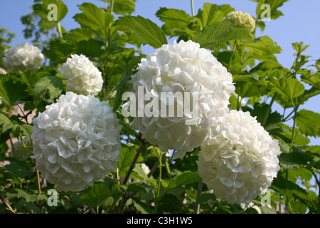 Weiße Hortensie Blumen Stockfoto