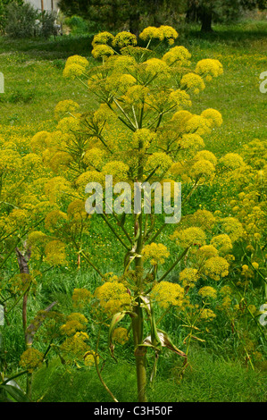 Riesigen wilden Fenchel wächst wild in die zypriotische Landschaft Stockfoto