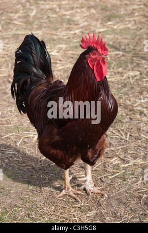 Rhode Island Red Hahn auf Norfolk Kleinfarm Stockfoto