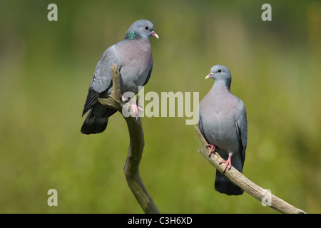 Hohltaube Columba Oenas paar thront Stockfoto