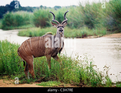 Größere Kudu (Tragelaphus Strepsiceros) Mala Mala Kruger Südafrika Stockfoto