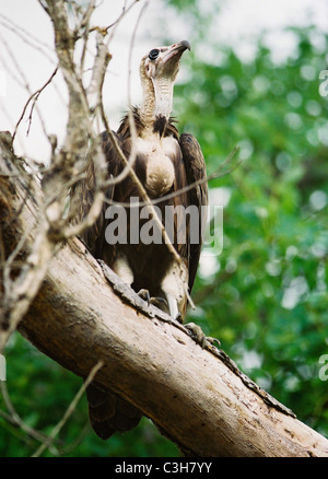 Afrikanische Weißrückenspecht Geier.  Abgeschottet Africanus Mala Mala Kruger Südafrika Stockfoto