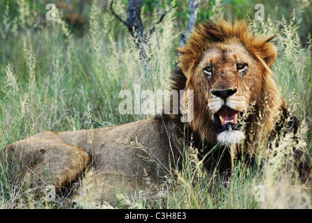 Männlicher Löwe Panthera Leo Mala Mala Kruger National Park-Südafrika Stockfoto