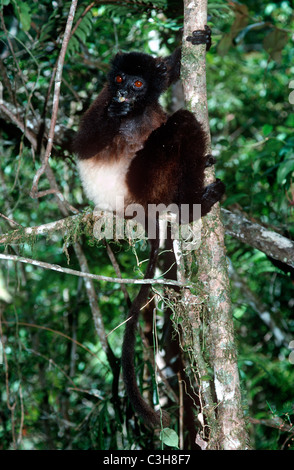 Milne-Edwards matrizengeformte Sifaka Lemur (Propithecus Diadema Edwardsi) ernähren sich von Obst im Regenwald am Ramanafana, Madagaskar Stockfoto