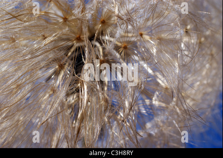 LÖWENZAHN UHR FLOWER HEAD Stockfoto