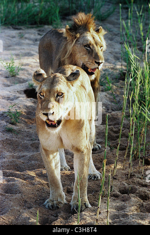 Löwe Frau mit hinteren männlicher Löwe Panthera Leo Mala Mala Kruger National Park-Südafrika Stockfoto