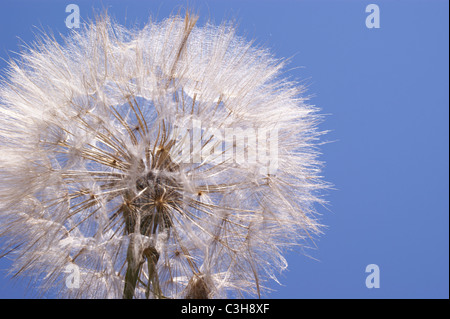 LÖWENZAHN UHR FLOWER HEAD Stockfoto