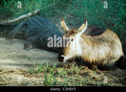 Wasserbock weiblich Kobus Ellipsiprymnus mit hinteren Bein gehaltenen Nil-Krokodil Crocodylus Niloticus Mala Mala Krüger-Nationalpark Stockfoto