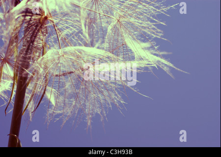 LÖWENZAHN UHR FLOWER HEAD Stockfoto