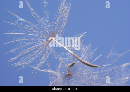 LÖWENZAHN UHR FLOWER HEAD Stockfoto