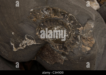 Nahaufnahme eines Ammoniitfossils, gefunden am Monmouth Beach in Lyme Regis. Die Jurassic Coast, Dorset, England, Vereinigtes Königreich. Stockfoto