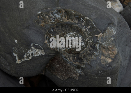 Nahaufnahme eines Ammoniitfossils, gefunden am Monmouth Beach in Lyme Regis. Die Jurassic Coast, Dorset, England, Vereinigtes Königreich. Stockfoto