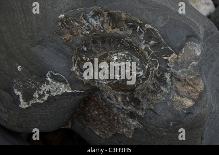 Nahaufnahme eines Ammoniitfossils, gefunden am Monmouth Beach in Lyme Regis. Die Jurassic Coast, Dorset, England, Vereinigtes Königreich. Stockfoto