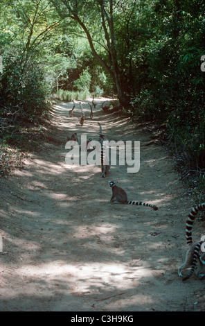 Katta (Lemur Catta: Lemuridae) Gruppe zu Fuß entlang eines Pfads in Berenty Reserve, Madagaskar Stockfoto