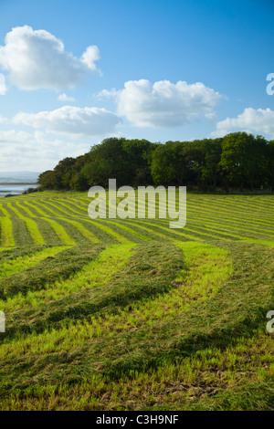 Feld von geschnittenem Gras für Silage, County Sligo, Irland. Stockfoto