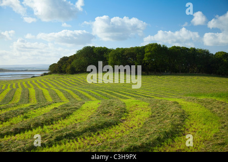 Feld von geschnittenem Gras für Silage, County Sligo, Irland. Stockfoto