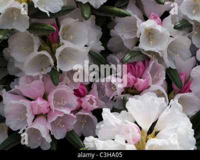 Rosa und weiße Rhododendron-Blüte Stockfoto