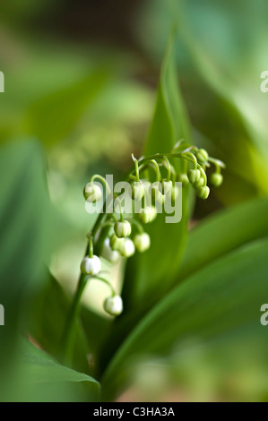 Lily Of The Valley - Convallariaarten majalis Stockfoto