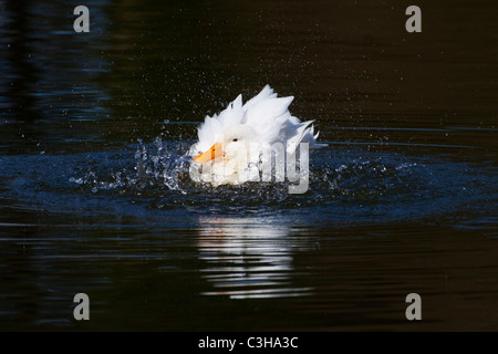 Weiße Ente mit orange Schnabel plantschen (ducking und Tauchen) im Wasser beim Baden Stockfoto