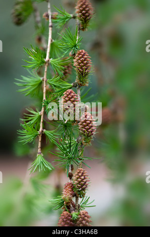 Kleine Zapfen der Larix Decidua - Europäische Lärche Baum Stockfoto