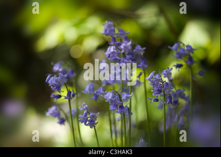 Englischen Bluebells - Hyacinthoides non-scripta Stockfoto