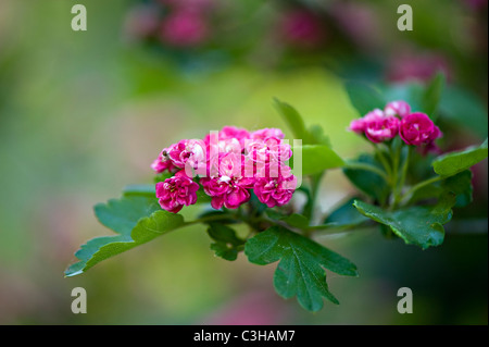 Crataegus Laevigata - "Paulii" Midland Weißdorn Blumen Stockfoto