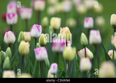 Tulipa-Hybriden, Feld, Tulipa, Tulpen, Tulpen, Feld, Insel Mainau, Insel, Deutschland, Deutschland Stockfoto