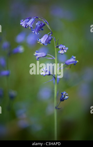 Englischen Bluebells - Hyacinthoides non-scripta Stockfoto