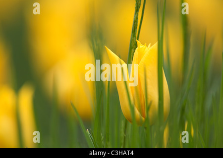 Tulipa-Hybriden, Feld, Tulipa, Tulpen, Tulpen, Feld, Insel Mainau, Insel, Deutschland, Deutschland Stockfoto