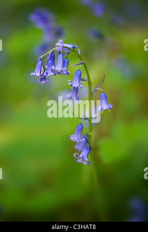 Englischen Bluebells - Hyacinthoides non-scripta Stockfoto