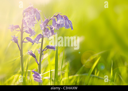 Englischen Bluebells - Hyacinthoides non-Scripta mit Sonne flare Stockfoto