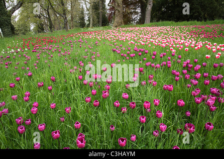 Tulipa-Hybriden, Feld, Tulipa, Tulpen, Tulpen, Feld, Insel Mainau, Insel, Deutschland, Deutschland Stockfoto