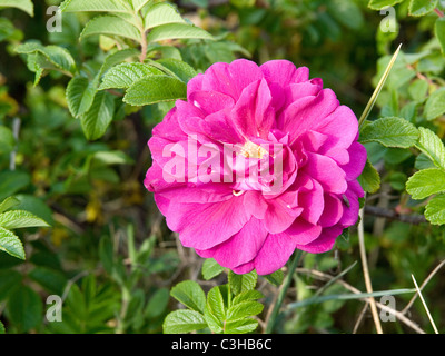 Wild rose Rosa Rugosa eine gefüllte Blüte wächst in der Nähe des Meeres, wo sie wegen Salzresistenz gedeiht Stockfoto