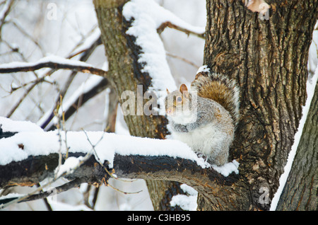 Eichhörnchen sitzend auf Ast im winter Stockfoto