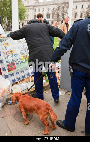 London, England, Vereinigtes Königreich. Metropolitan Police Hundeführer mit Spürhund Suche überprüfen das Friedenslager Royal Wedding unterwegs Stockfoto