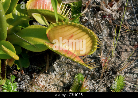 Venusfliegenfalle Dionaea Muscipula offene Falle südöstlichen USA fotografiert im natürlichen Lebensraum Stockfoto