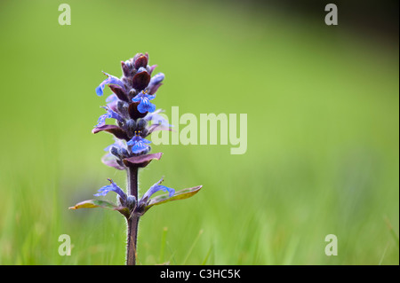 Ajuga Reptans "Catlin Riese". Signalhorn Sie "Catlin Riese" Stockfoto