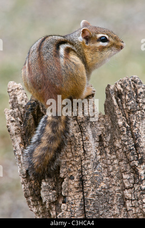 Eastern Chipmunk thront auf dem Baumstumpf Tamias striatus Eastern N America, von Skip Moody/Dembinsky Photo Assoc Stockfoto