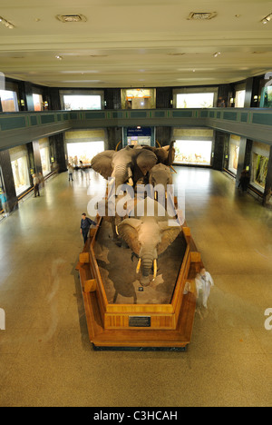 Dioramen und Displays auf Akeley Hall des afrikanischen Säugetiere im American Museum of Natural History in New York City gelegen. Stockfoto