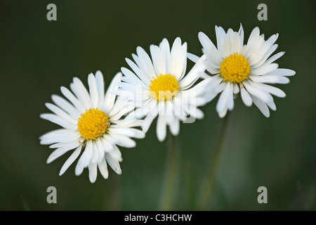 Mehrjaehriges Gaensebluemchen, Bellis Perennis, Gänseblümchen, Deutschland, Deutschland Stockfoto