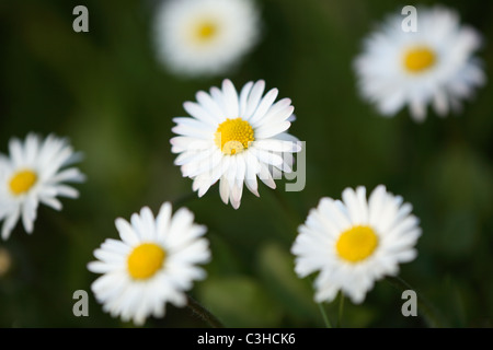 Mehrjaehriges Gaensebluemchen, Bellis Perennis, Gänseblümchen, Deutschland, Deutschland Stockfoto