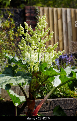 Blühender Rhabarber (Rheum Rhabarbarum) in einem Garten in Wales, UK Stockfoto