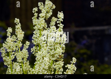 Blühender Rhabarber (Rheum Rhabarbarum) in einem Garten in Wales, UK Stockfoto