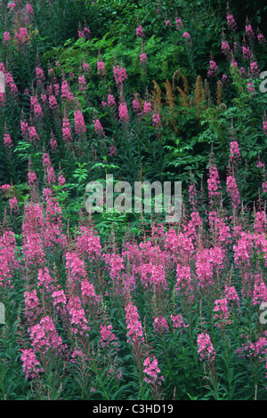 Stauden-Feuerkraut, Wald-Weidenroeschen, Epilobium Angustifolium, gemeinsame Weidenröschen Seward Highway, Alaska, USA Stockfoto