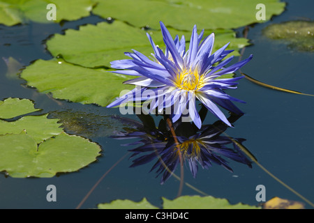 Seerose, Nymphaea SP., Seerose, Deutschland, Deutschland Stockfoto