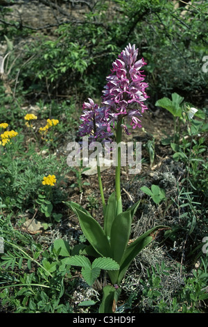 Helm-Knabenkraut, Orchis Militaris, militärische Orchidee, Unterfranken, Bayern, Bayern, Deutschland, Deutschland Stockfoto