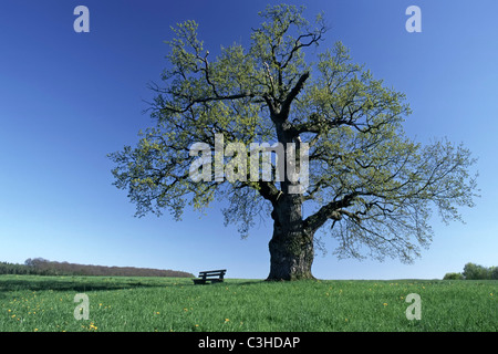 Stiel-Eiche, Deutsche Eiche, Quercus Robur, Pedunculate Eiche, Sitzbank, Bank, Mittelfranken, Bayern, Bayern, Deutschland Stockfoto